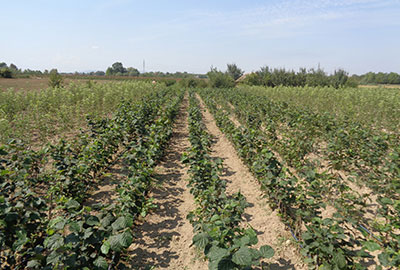 Plantazni zasadi