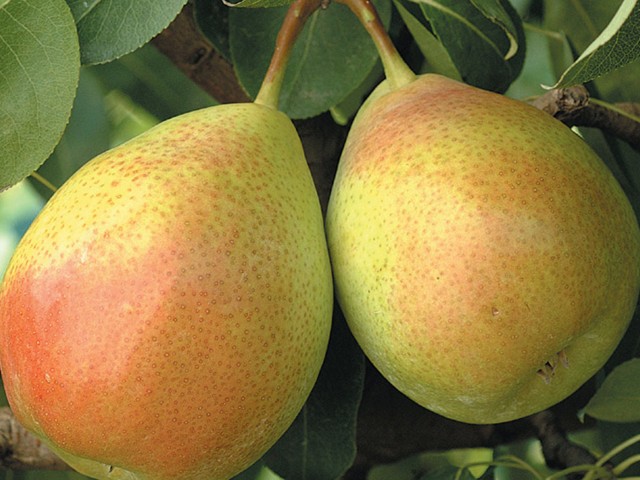 SANTA MARIJA