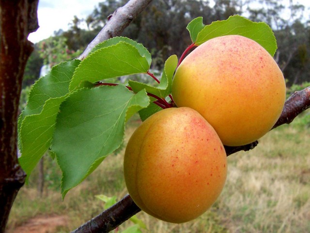 KRUPNA RANA