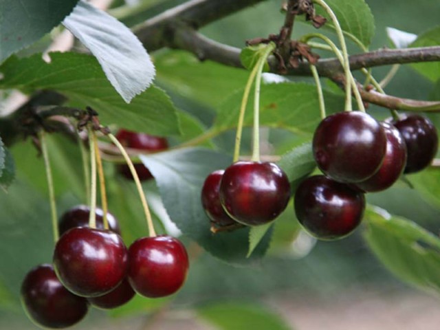 Sanberst