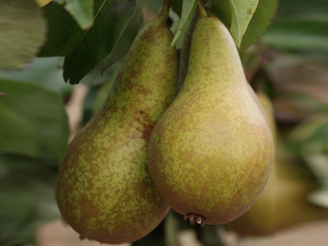 Kajzer (Boškova bočica)