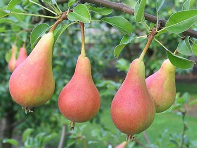 Junska lepotica