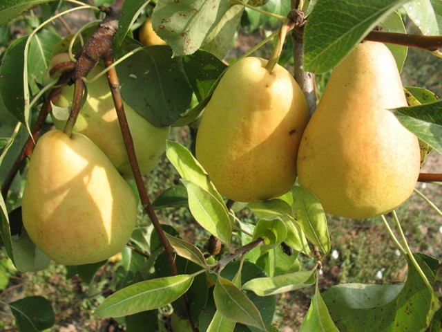 VILJAMOVKA