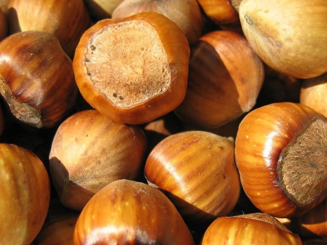 RIMSKI