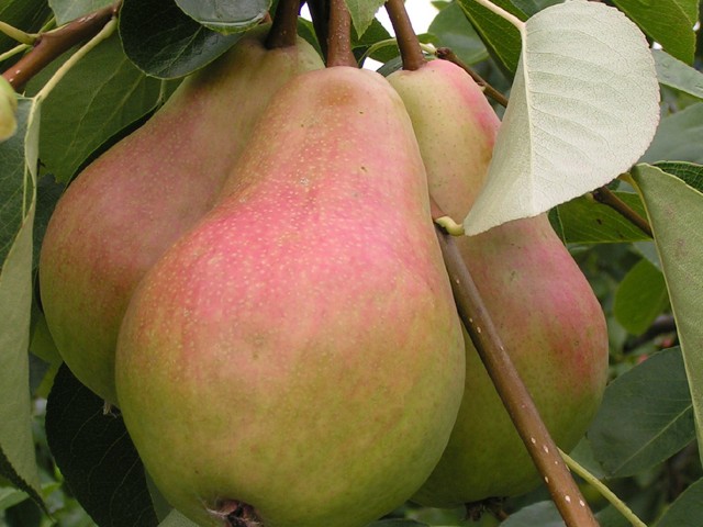 BUTIRA MORETINI