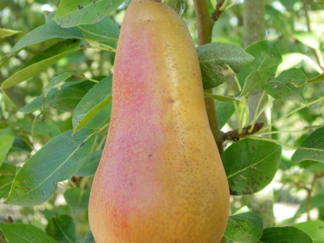 PASKRASAN