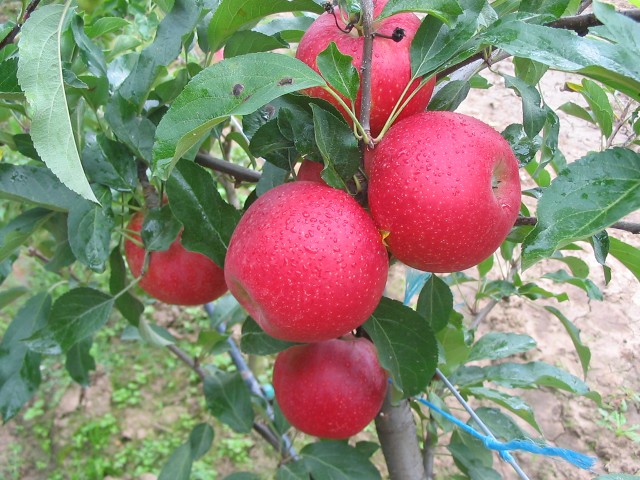 Jabuka
